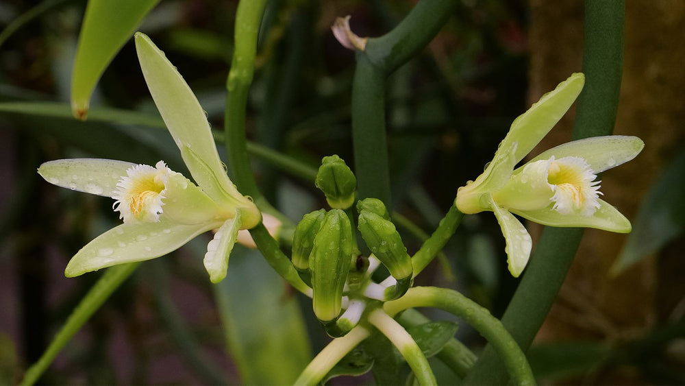 Tahitian Vanilla orchid flowers in bloom.