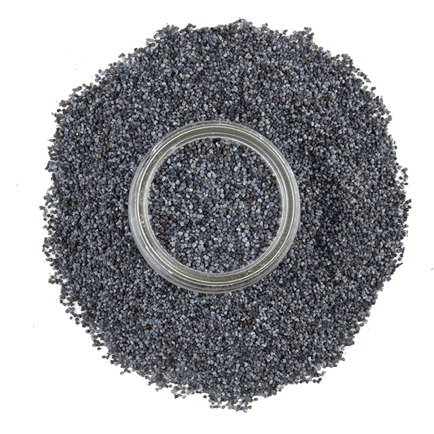 blue-poppy-seeds-3.png|algolia